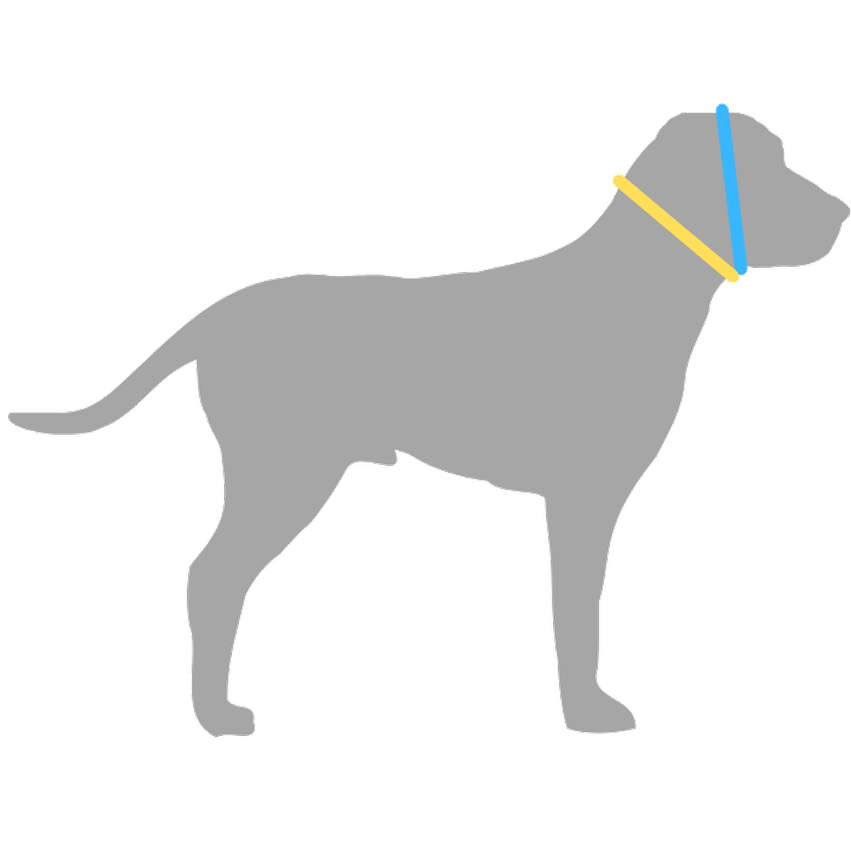 Halsumfang und Kopfumfang messen